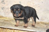 Punkie